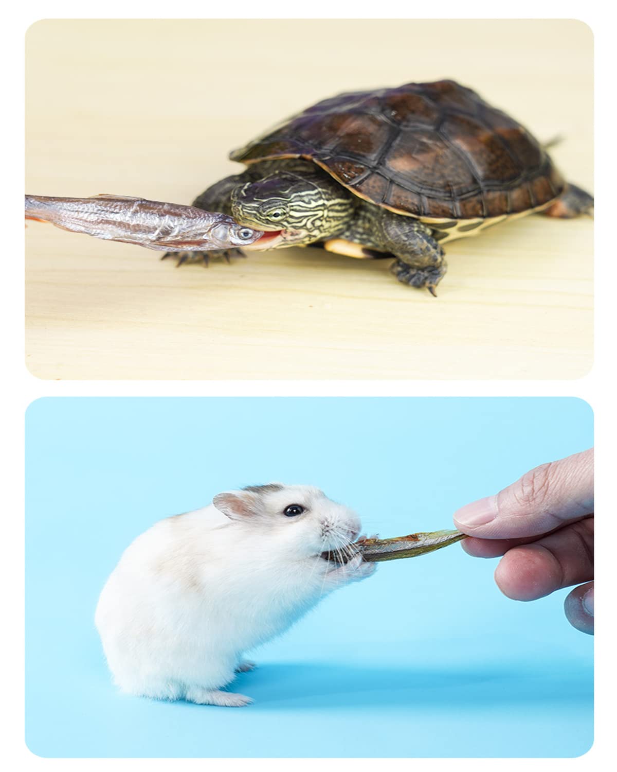 BNYEE Poissons de rivière séchés – option sûre pour reptiles et poissons