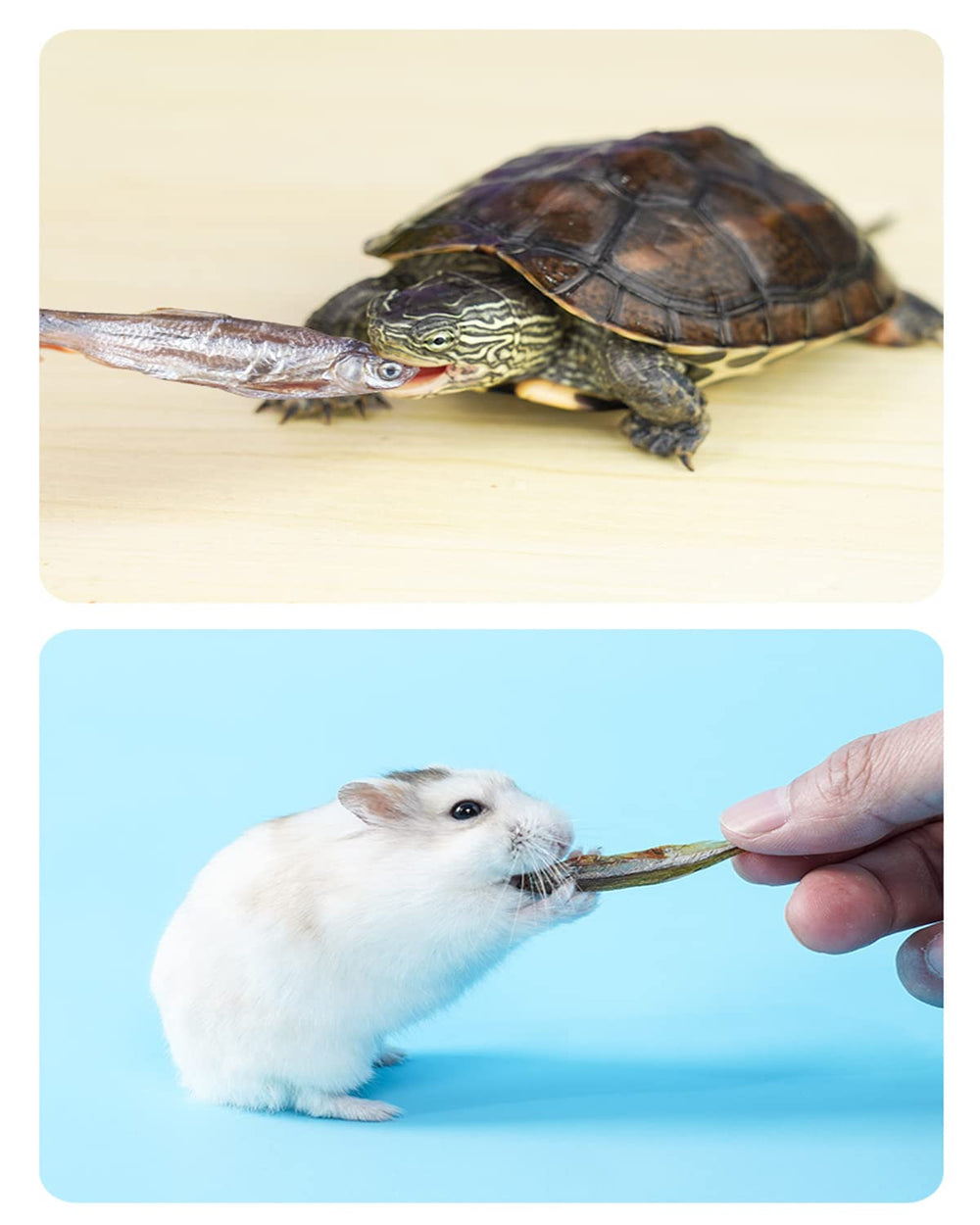 BNYEE Poissons de rivière séchés – option sûre pour reptiles et poissons