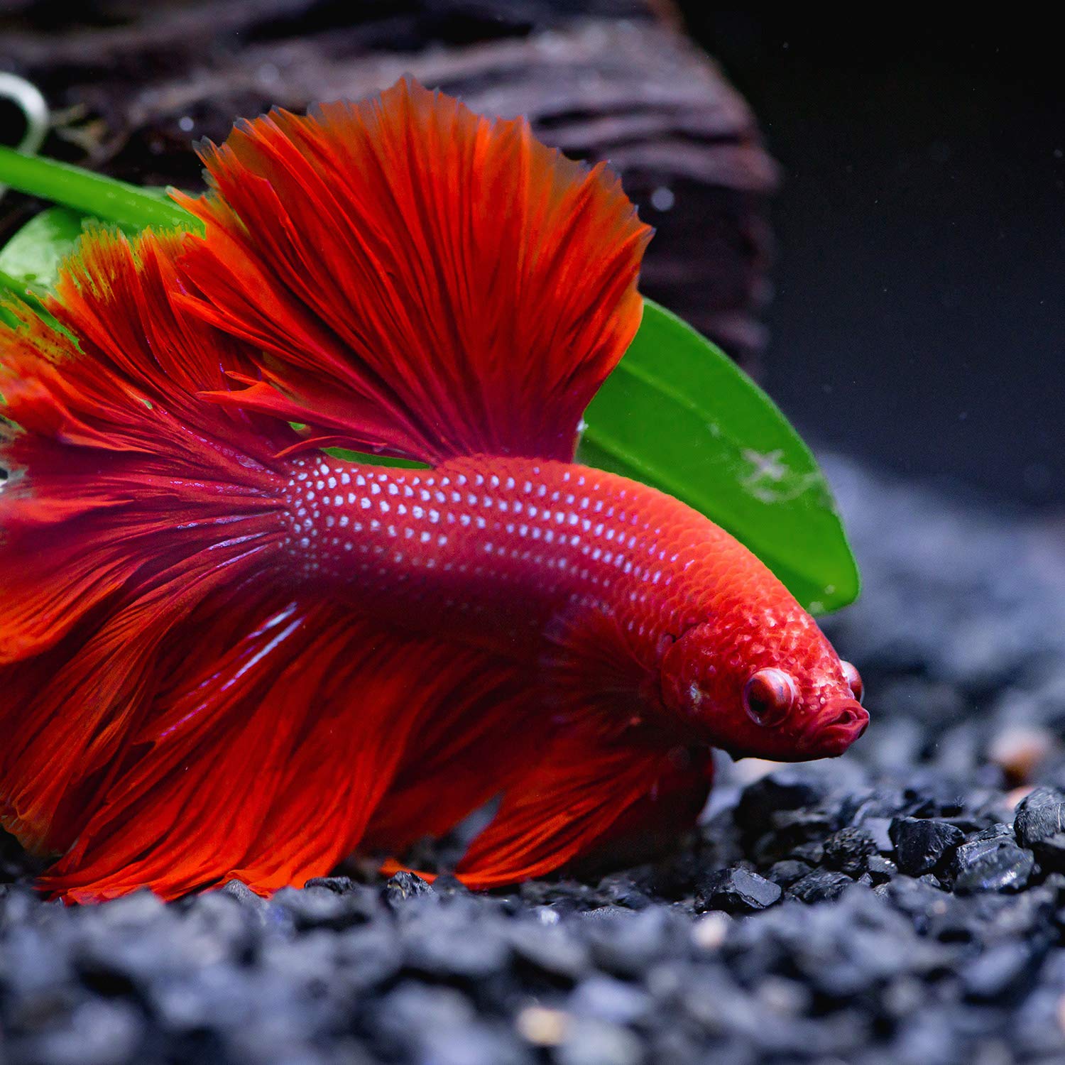Boao Betta feuille hamac matériau durable: conçu pour durer dans l'eau.