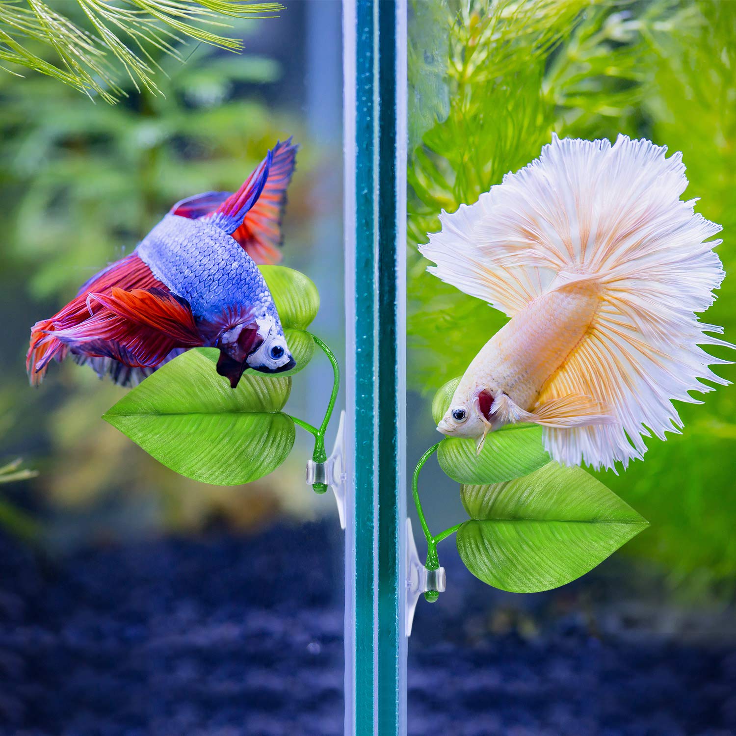 Boao décor d’aquarium coloré pour betta