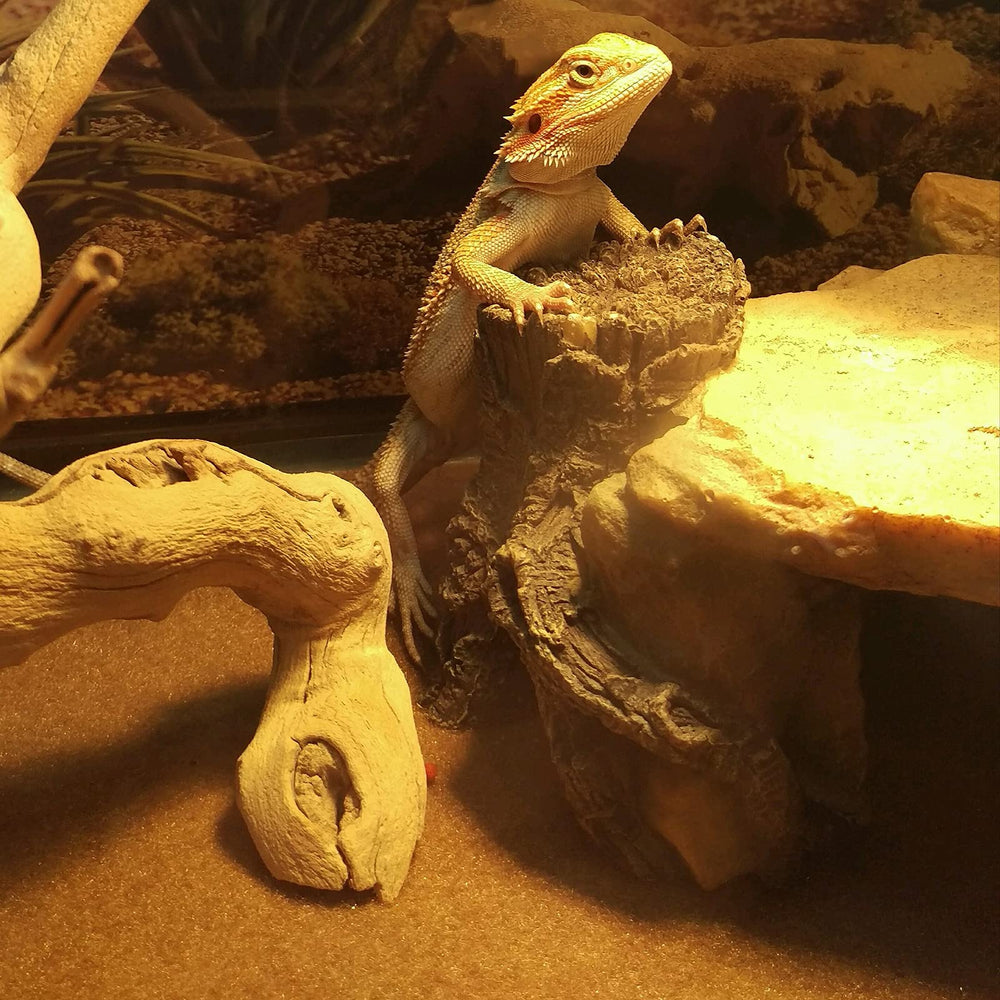 Ensemble Boao quatre pièces, idéal pour reptiles domestiques.