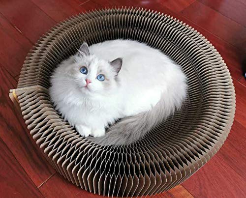 BobbyPet Chat Scratcher Lounge – Design rond qui attire et divertit les chats.