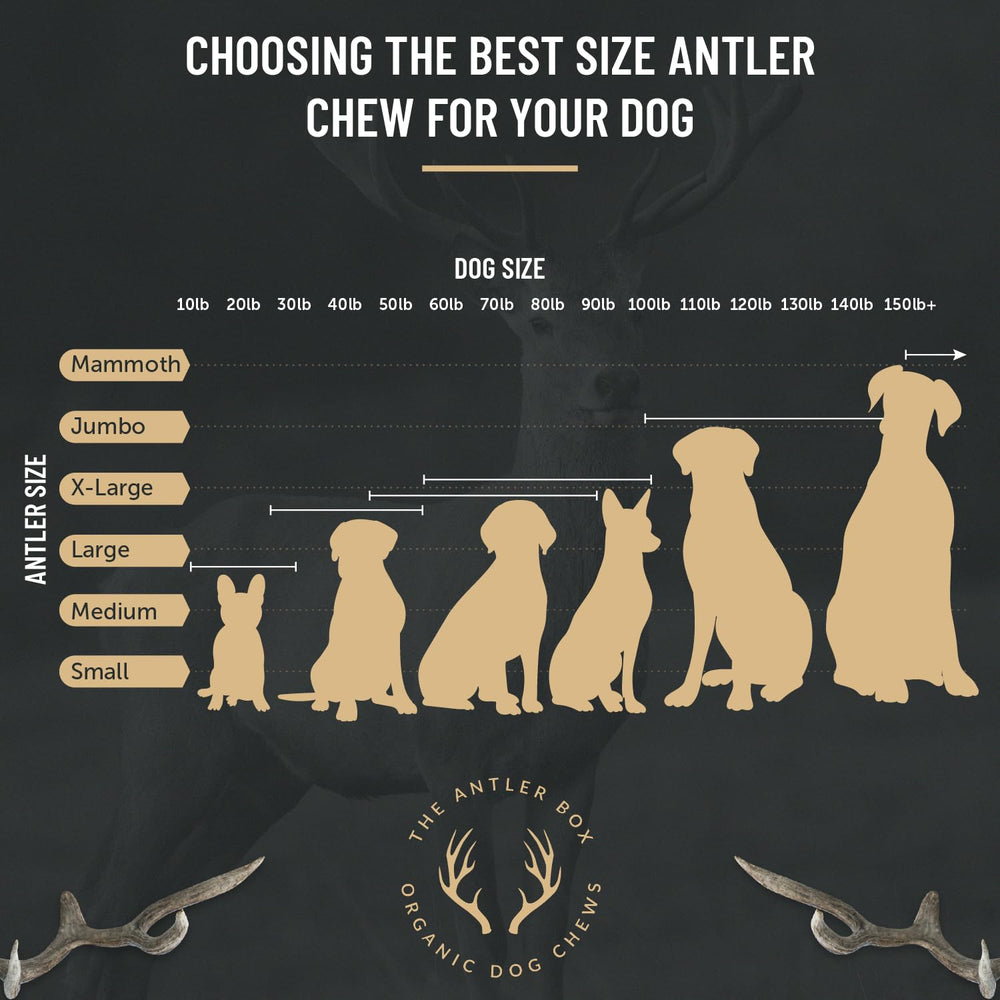 La Boîte Cornes Élan Bio – chien en train de mâcher, expérience naturelle.
