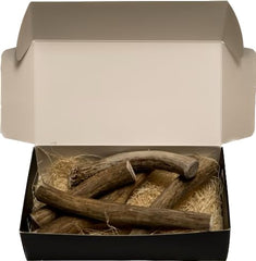 Cornes Élan Bio – gros plan sur une pièce naturelle et résistante.
