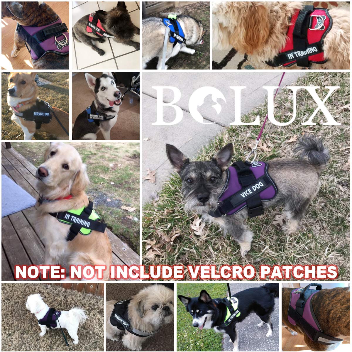 Harnais Bolux porté par petit chien, confort et sécurité au quotidien.
