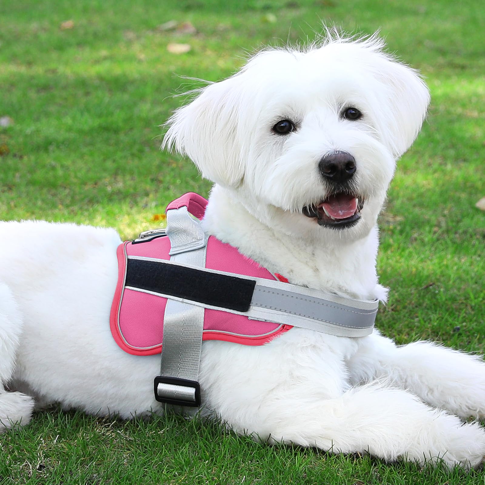 Bolux harnais chien fuchsia pour activités extérieures quotidiennes