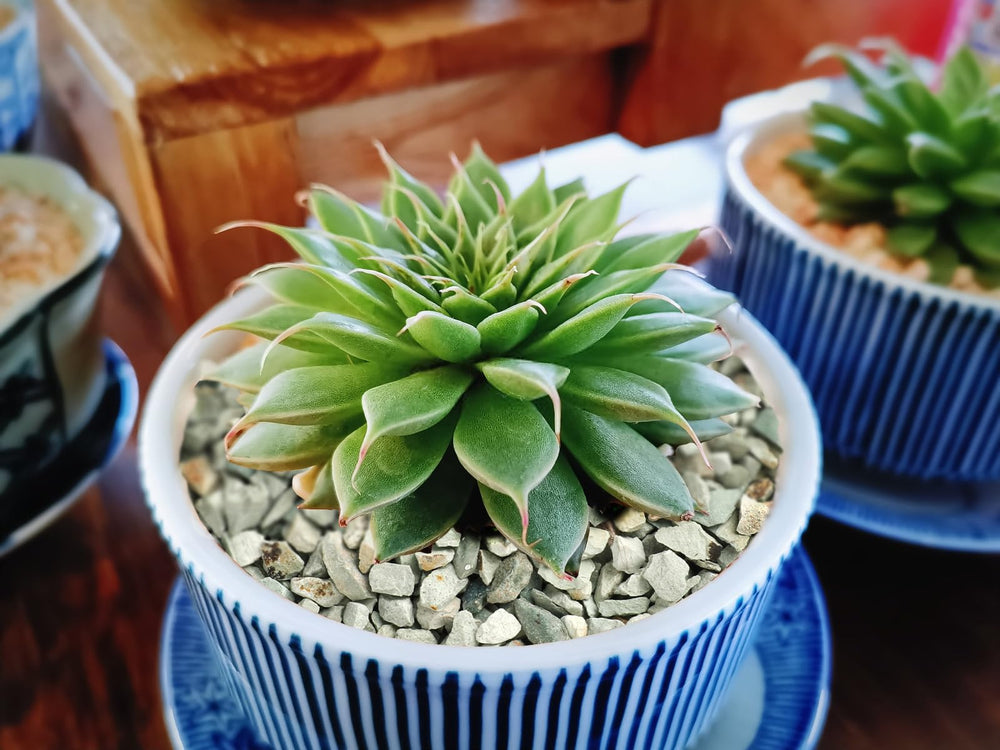 Boniosz Pierres vertes décor jardin féerique, parfaites pour arrangements miniatures.