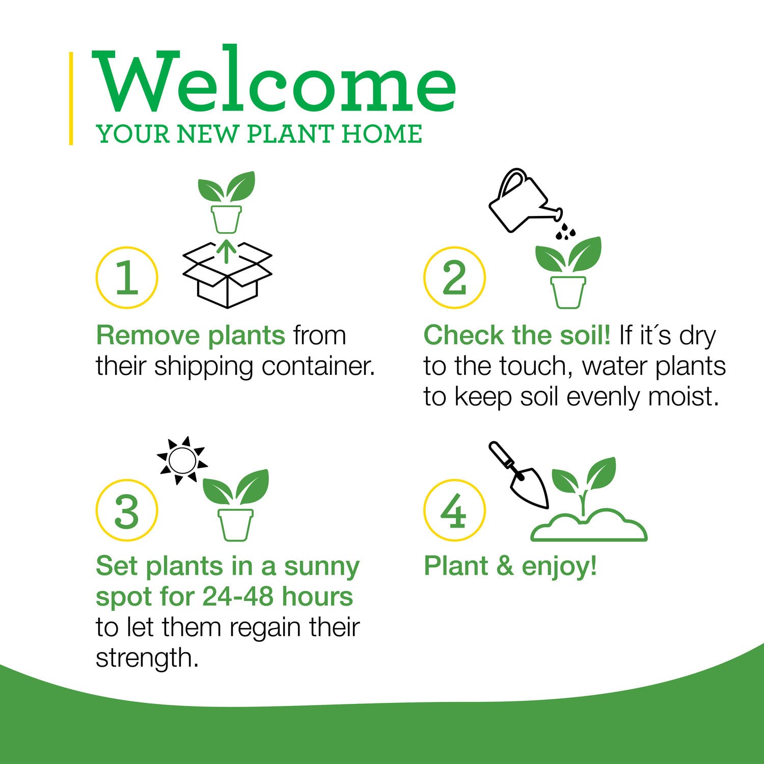 Ensemble de 4 plants Bonnie Plants cataire prêt à planter.