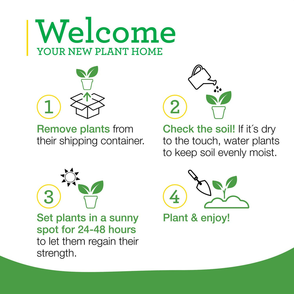 Ensemble de 4 plants Bonnie Plants cataire prêt à planter.