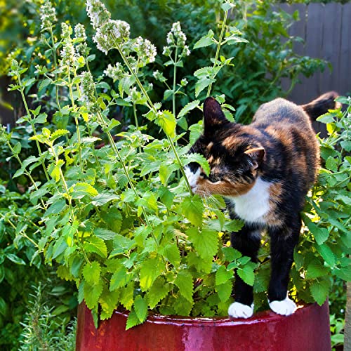 Feuillage aromatique Bonnie Plants cataire, parfum léger apprécié par les chats.