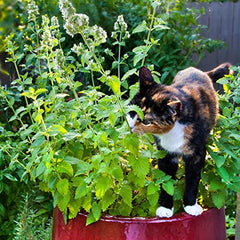 Feuillage aromatique Bonnie Plants cataire, parfum léger apprécié par les chats.