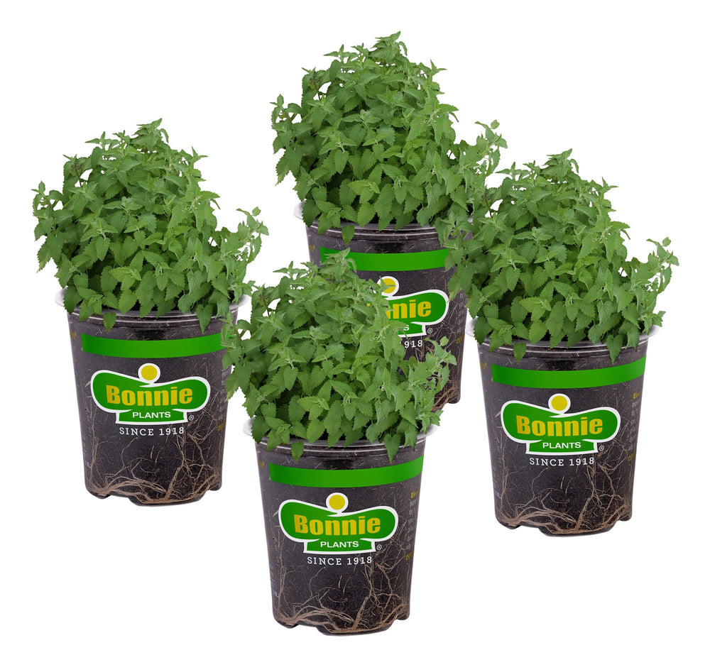 Bonnie Plants cataire, plante pour chats en pot, stimule l activité féline.