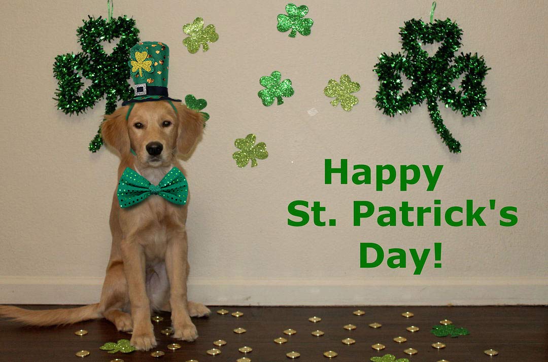 BoomBone accessoires Saint-Patrick pour chien, prêt pour sorties.