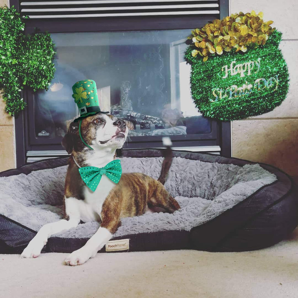 BoomBone nœud papillon vert Saint-Patrick pour chien, accessoire élégant.