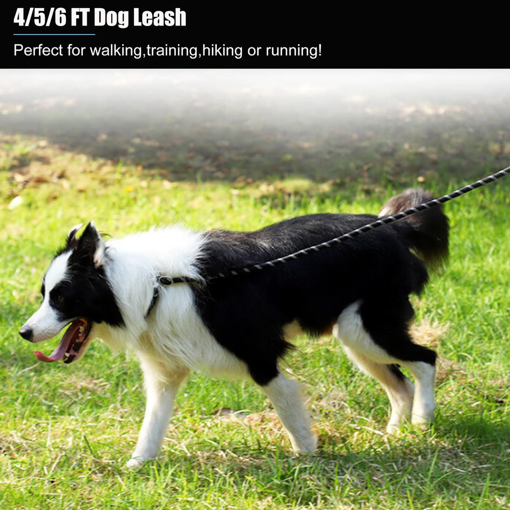 BOOMIBOO longe-chien 6-pieds, parfaite pour les sorties longues et les parcs.