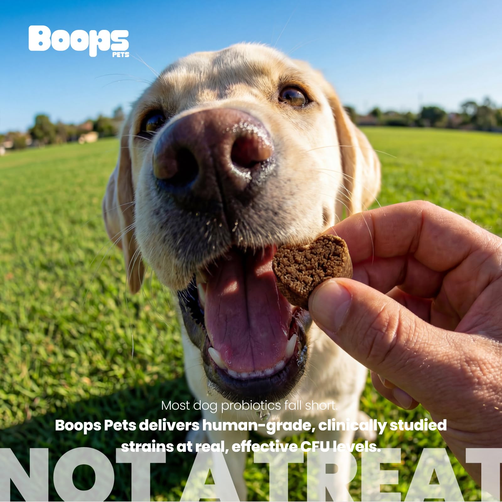 Boops Pets Probiotiques: réduction démangeaisons et irritations cutanées