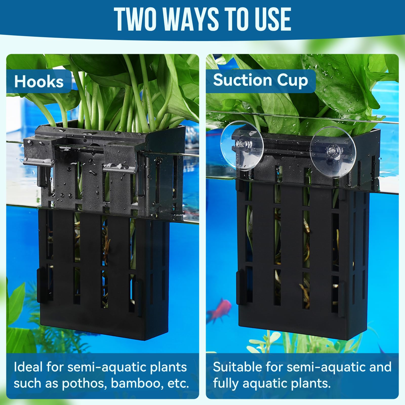 Borlech porte-plante-aquarium ventouses robustes assurant fixation durable.