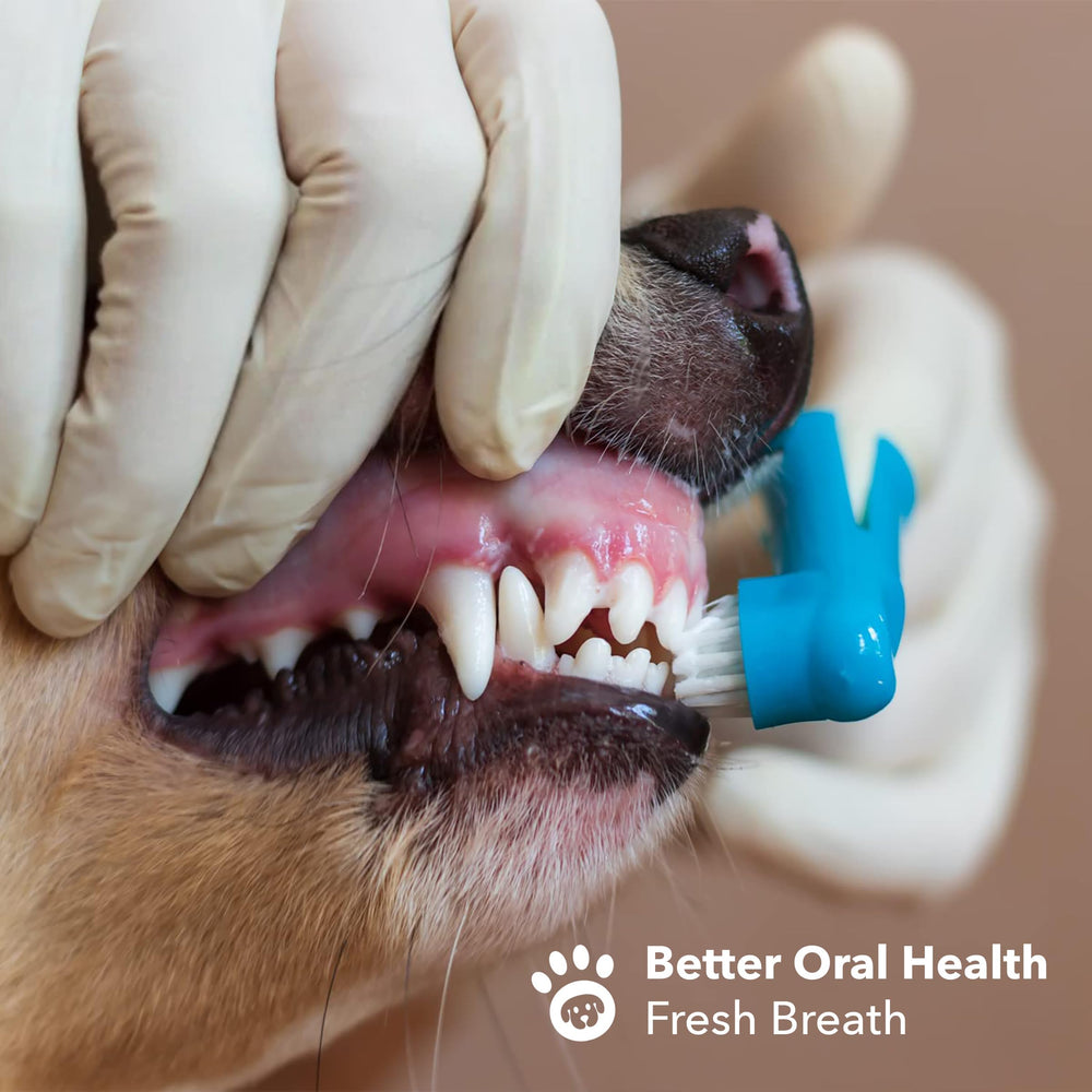 Boshel brosse-doigts-dents-petits-chiens, usage doux pour jeunes compagnons.