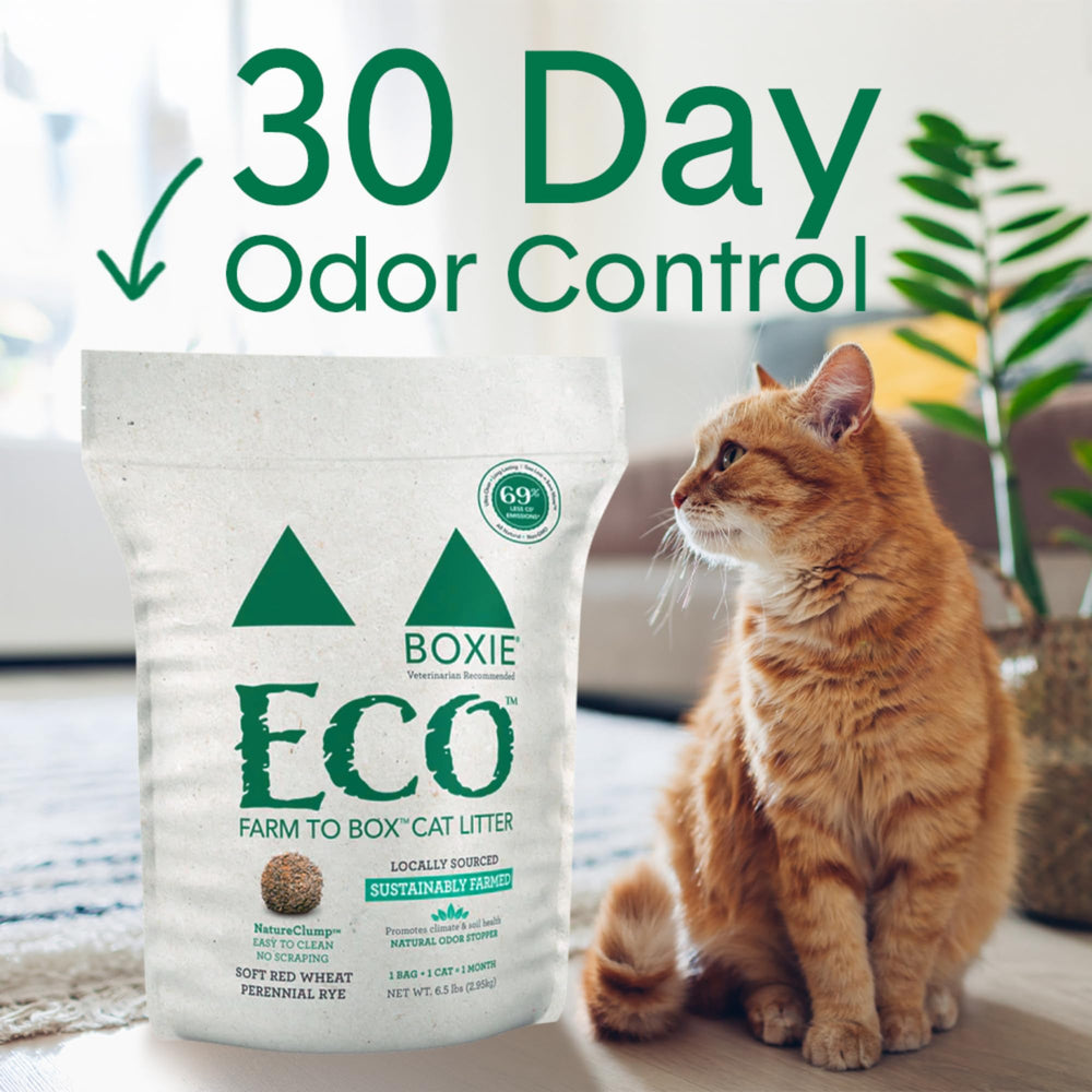 Boxiecat Eco, amas qui se forment rapidement pour un nettoyage facile.
