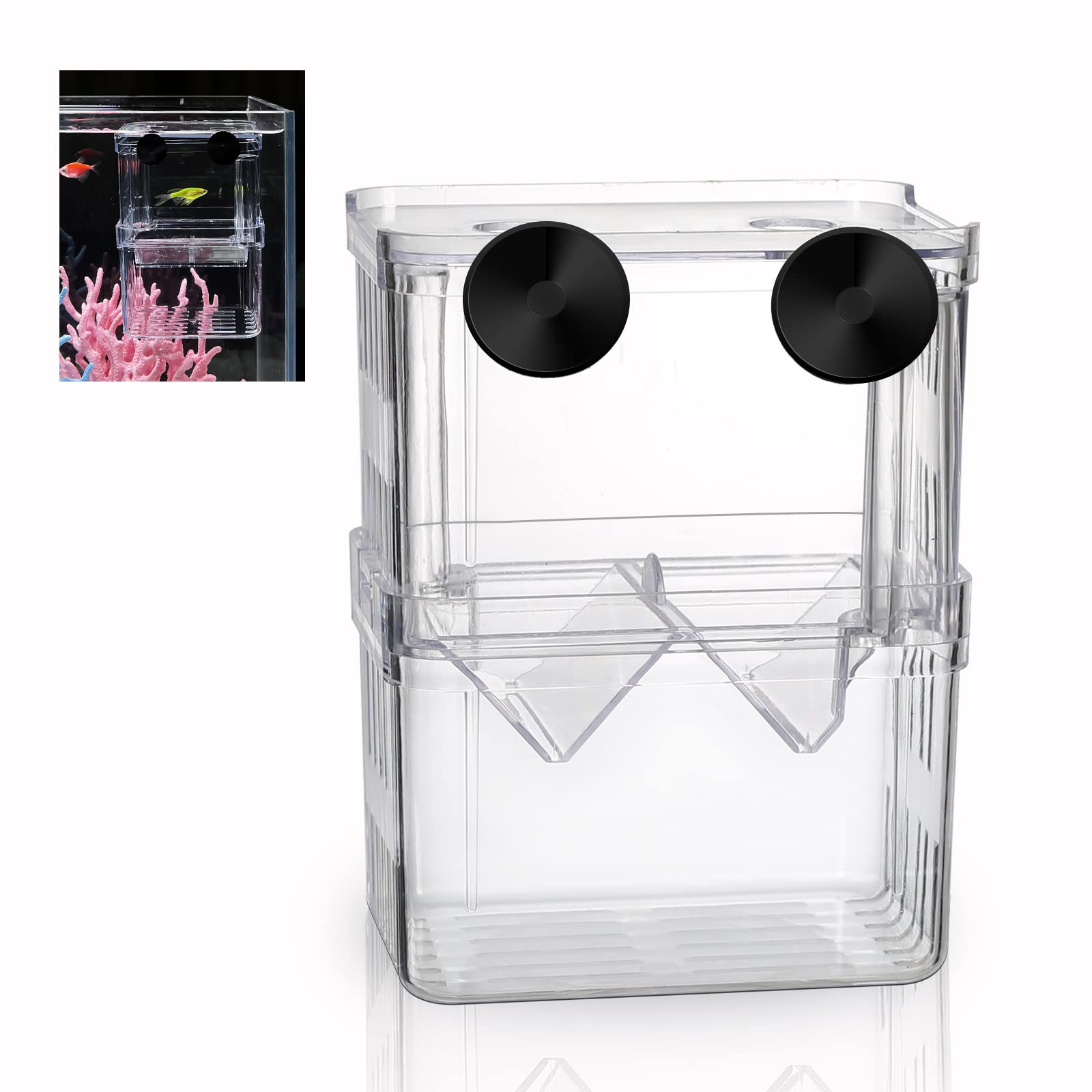 Boxtech boîte-élevage aquarium, vue claire des alevins en sécurité dans l'aquarium.