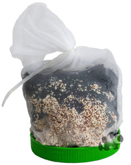 Boyd Chemi Pure Green – croissance-des-plantes, soutien à une végétation d’aquarium plus dense.