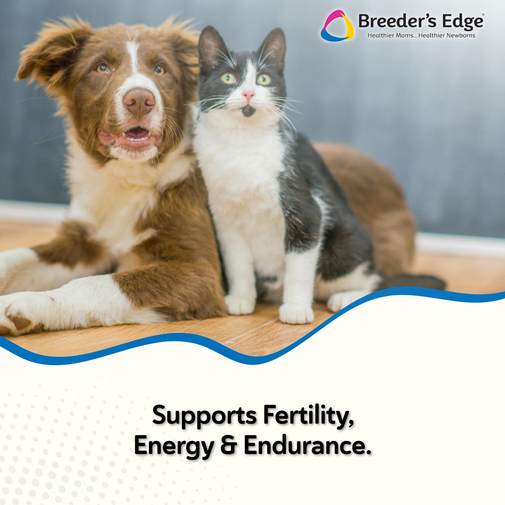 Breeder’s Edge Oxy Stud paquet 60 – pratique pour l’élevage