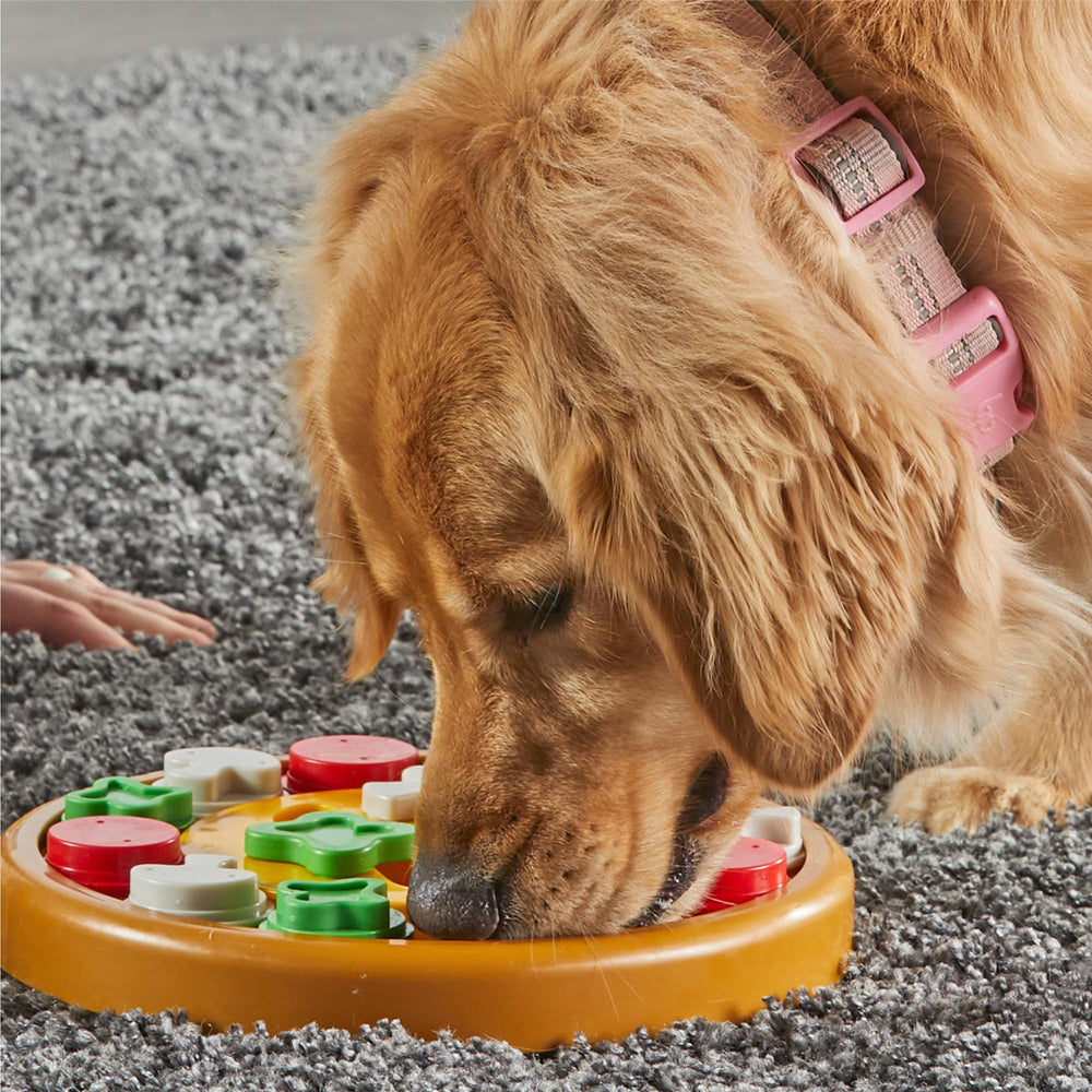 Brightkins Pizza Party: guide d’expert CPDT-KA pour apprendre en s’amusant