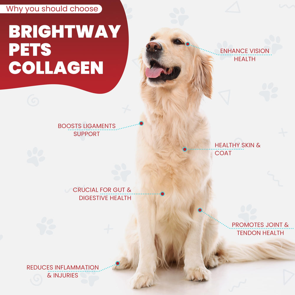 Brightway Pets collagene chien - mobilite et articulations potentielles.