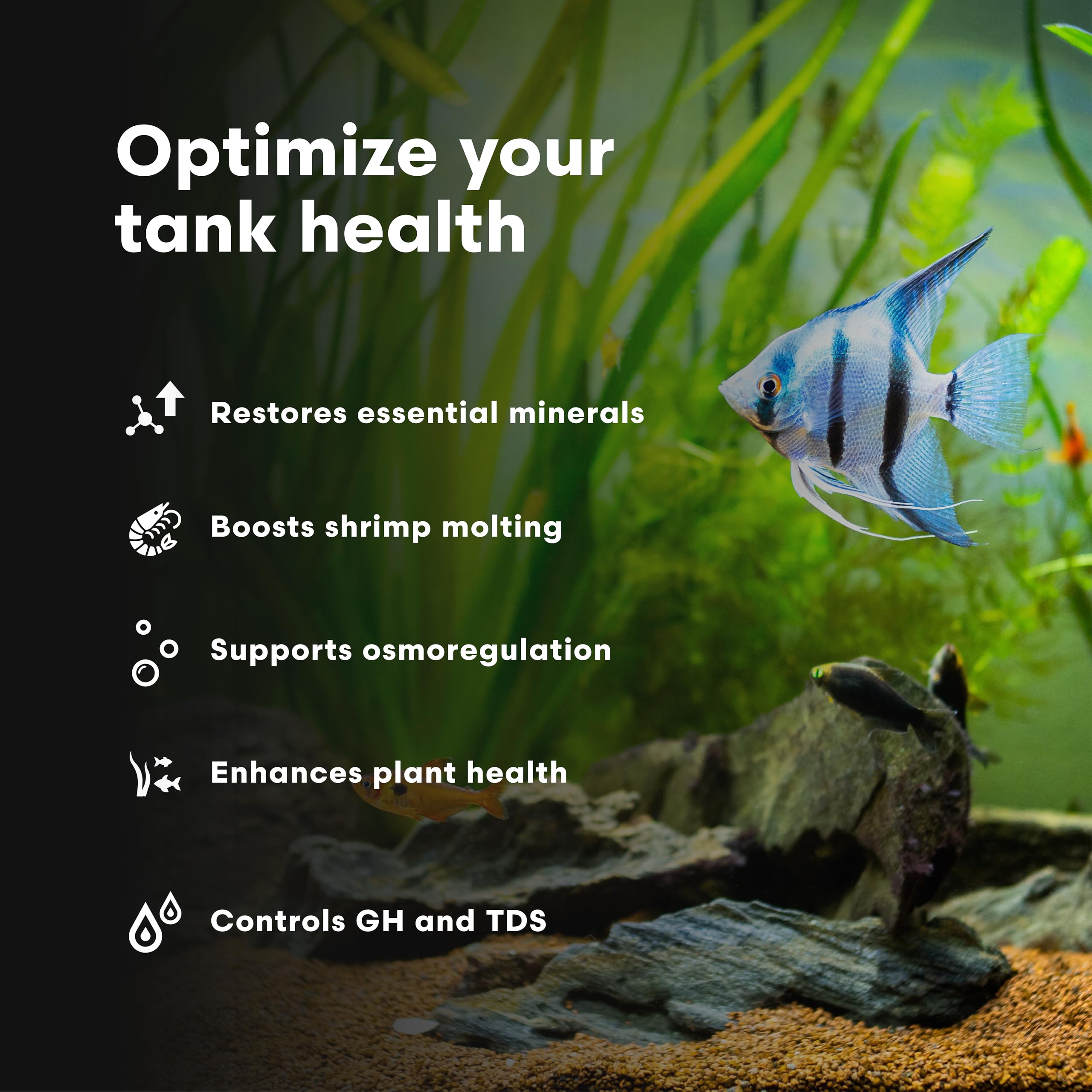 Caridina GH+ dans l’aquarium, crevettes et plantes prospèrent ensemble