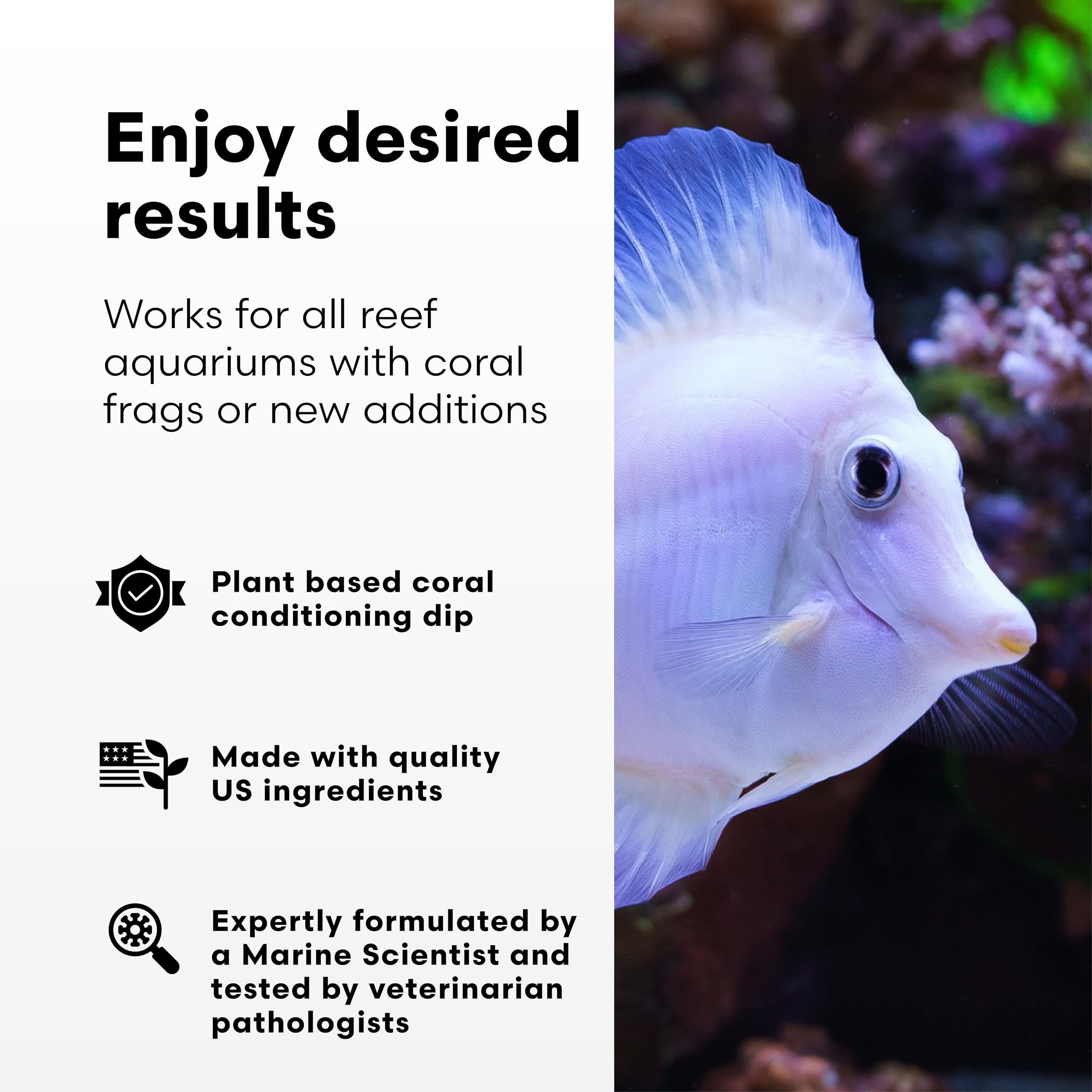 Brightwell Aquatics Koral MD Dip favorise un transfert sain des coraux entre éléments.