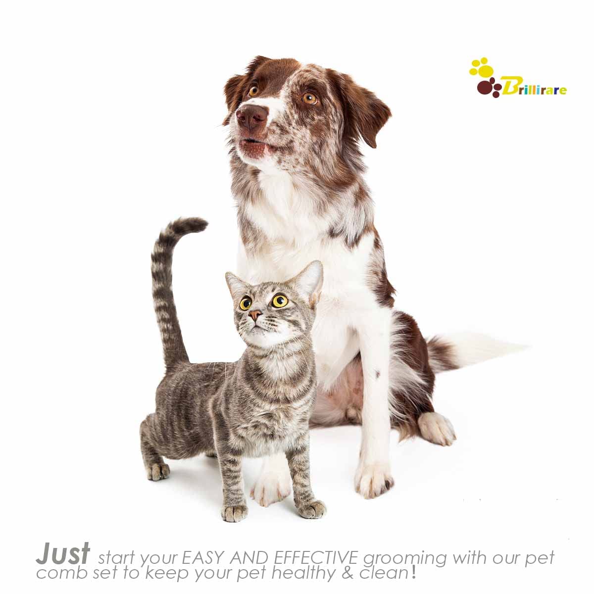 BRILLIRARE Design polyvalent – convient à tous les animaux et longueurs de poil.
