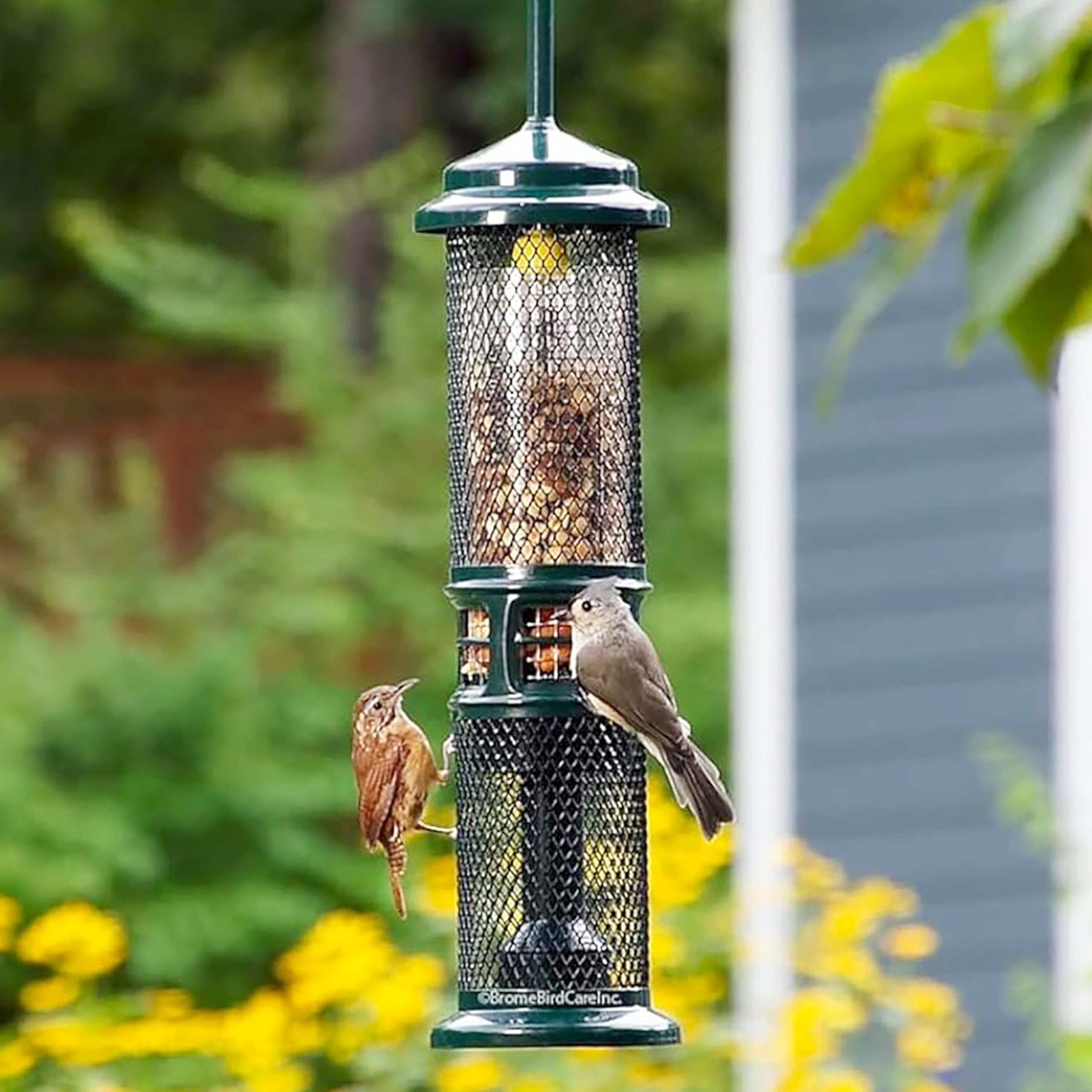 Brome Squirrel Buster Anti-Ecureuil: sécurité sans blessure pour les animaux
