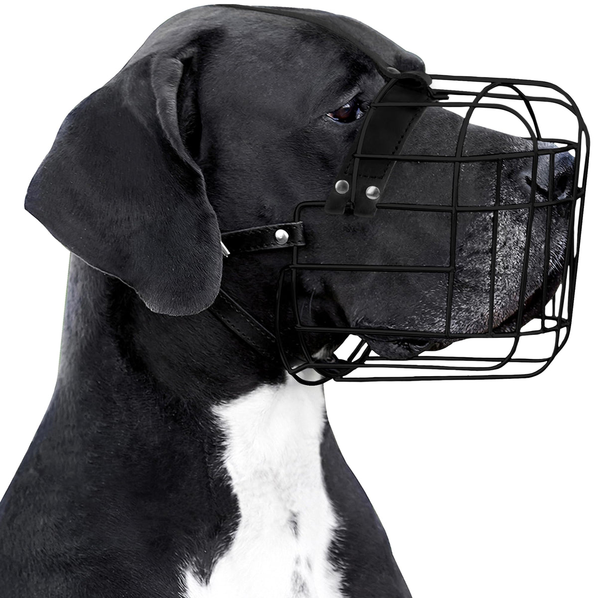 Bronzedog masque-chien PVC-armature-fil, sécurité renforcée lors des promenades.