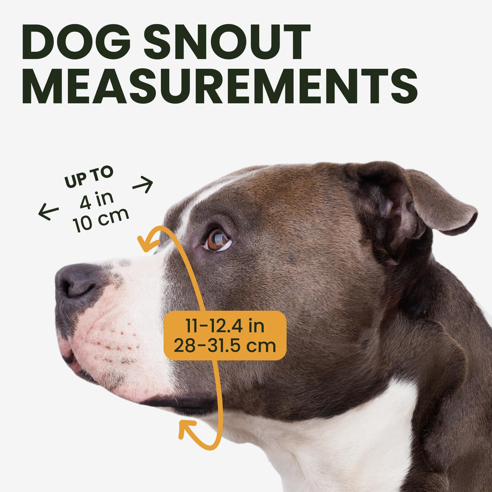 BRONZEDOG sangles en cuir réglables – ajustement sûr pour Pitbull.