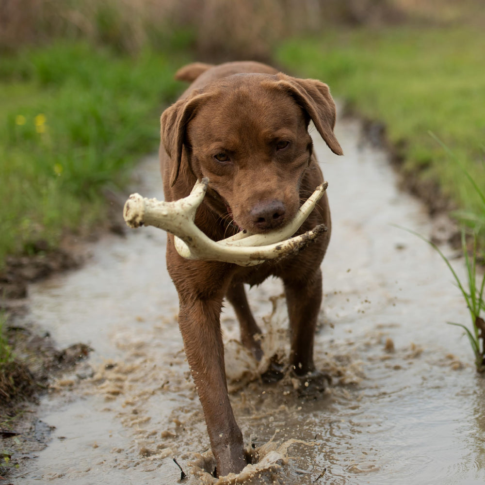 Browning Antler Chew Toy White: dimensions 5 pouces x 9 pouces x 11 pouces pour une prise confortable.
