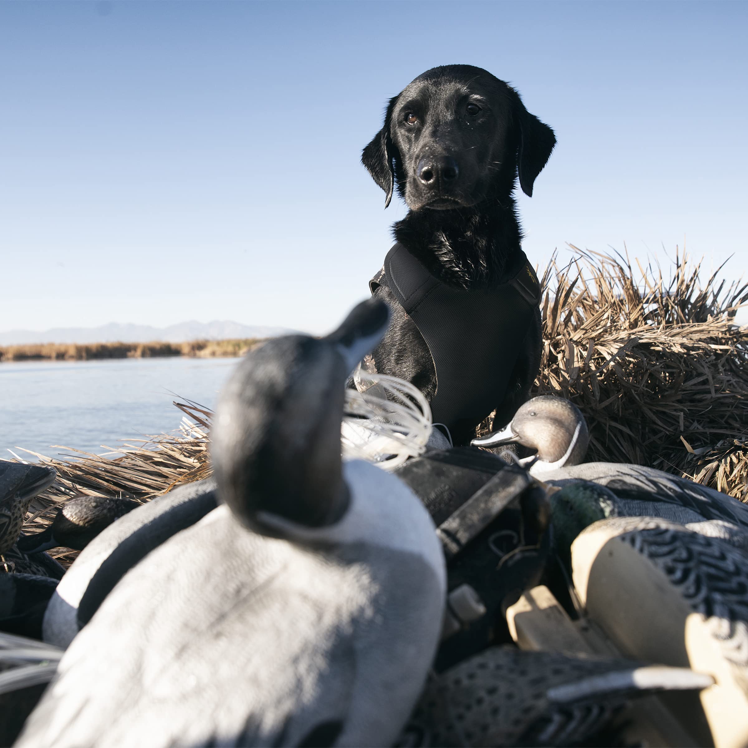 Vue globale Browning 5mm Realtree MAX-5 : veste robuste pour chien.