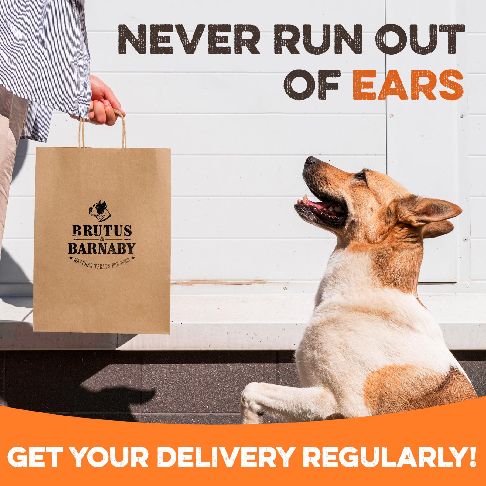 BRUTUS & BARNABY – oreilles de porc entières, arôme appétissant et naturel.