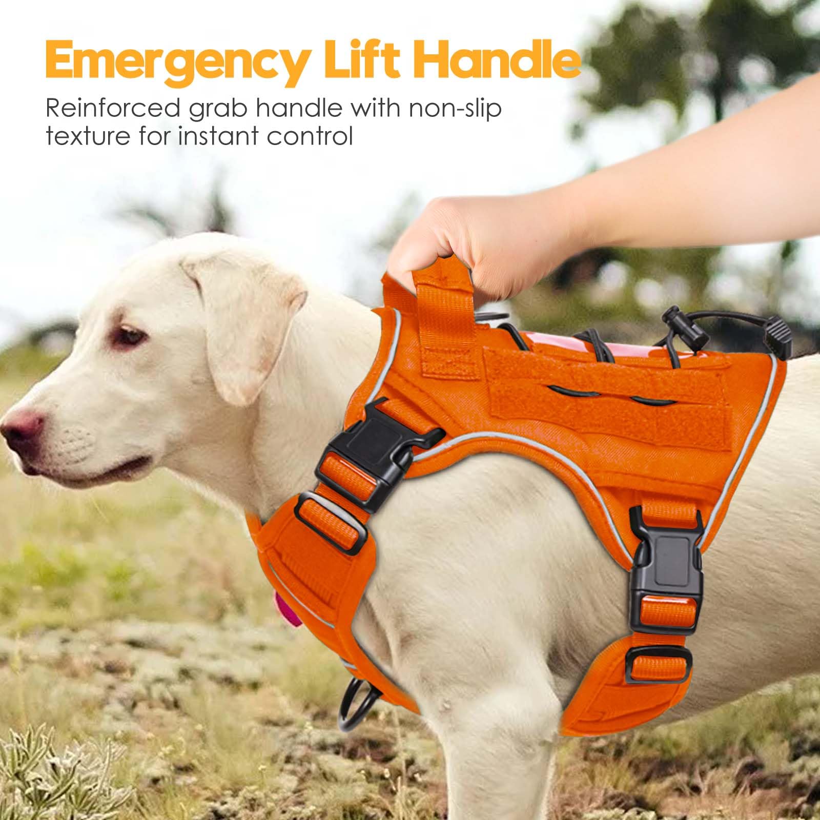 Patch nom gratuit Bruvoalon personnalise l'équipement pour votre chien