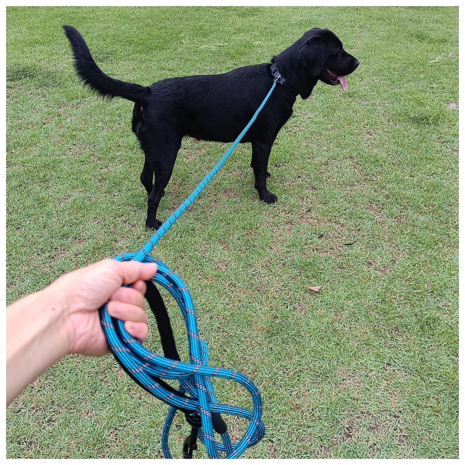 BTINESFUL longe chien emballage soigné prêt à offrir