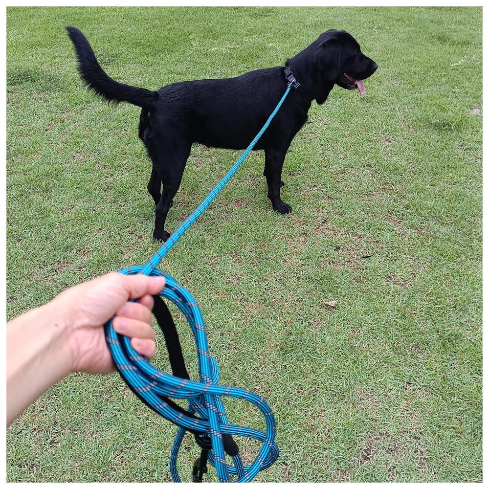 BTINESFUL longe chien emballage soigné prêt à offrir