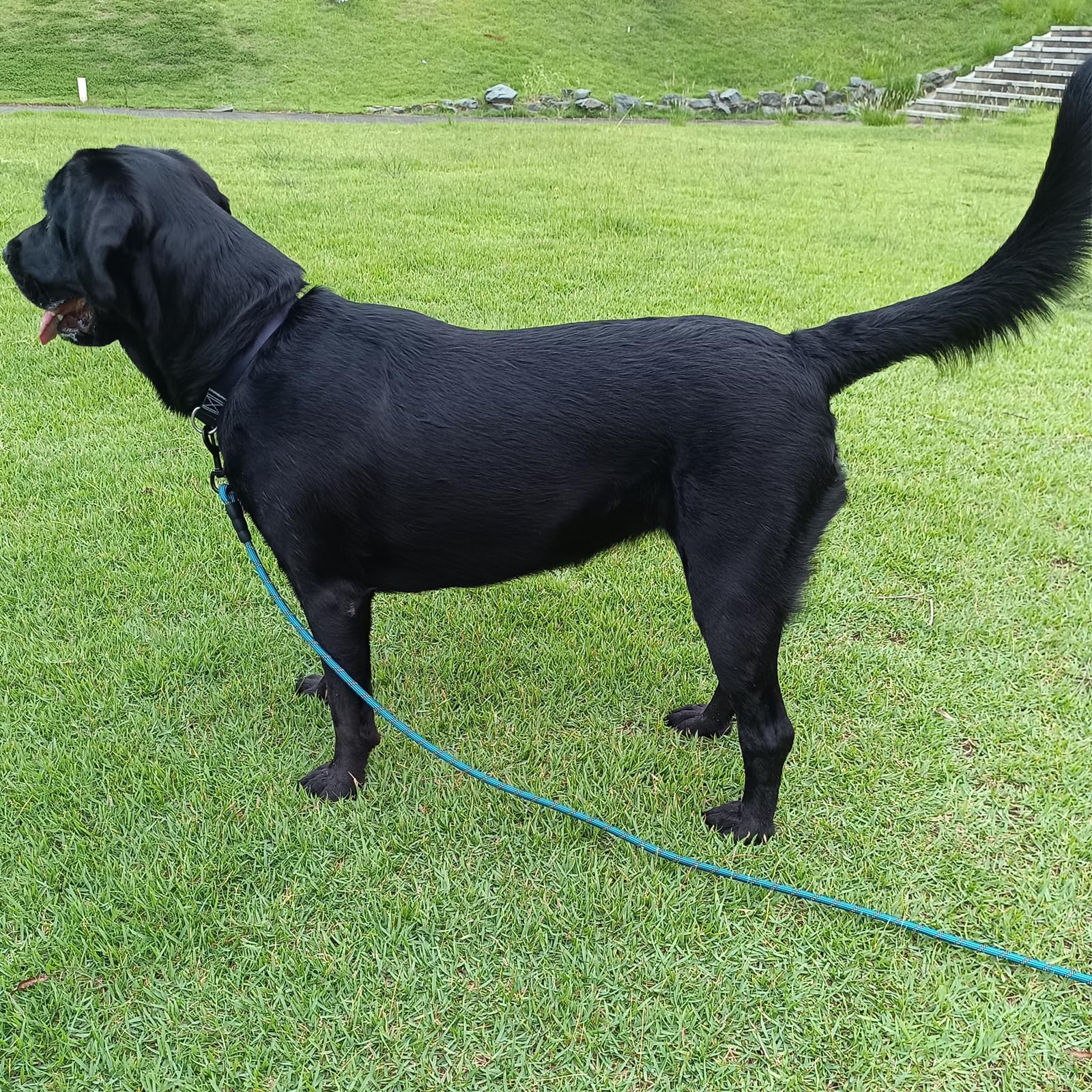 BTINESFUL longe chien crochet supplémentaire sur la poignée pour accessoires