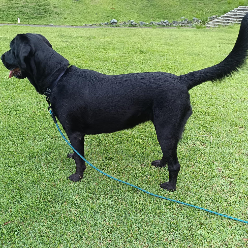 BTINESFUL longe chien crochet supplémentaire sur la poignée pour accessoires