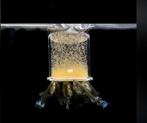 Bubble Magus nutriments-proteines-vitamines-crevettes, croissance et couleur