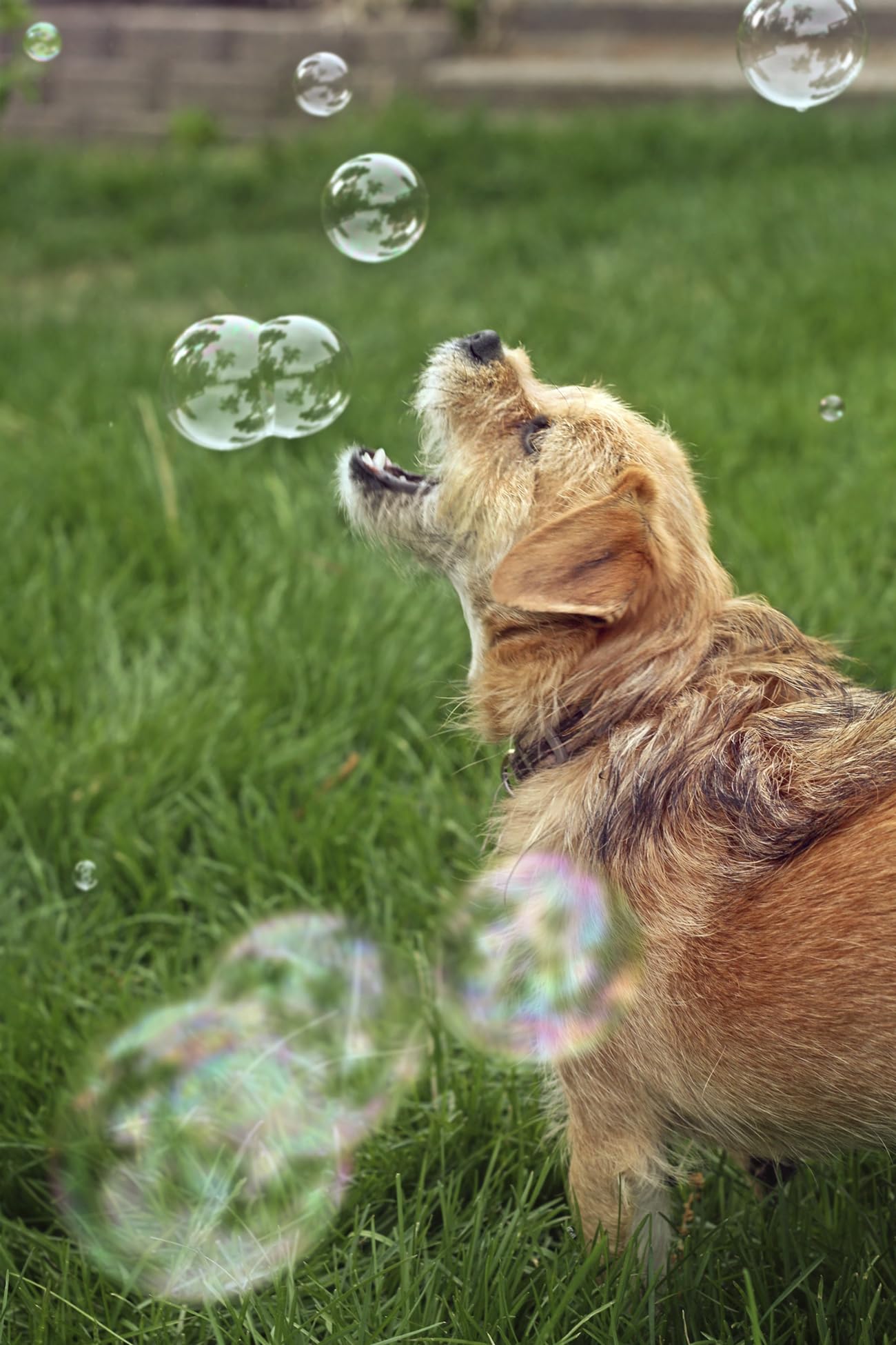 Bubbletastic Bulles divertissement extérieur pour chiens et enfants