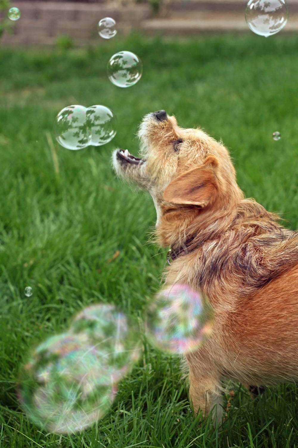Bubbletastic Bulles divertissement extérieur pour chiens et enfants