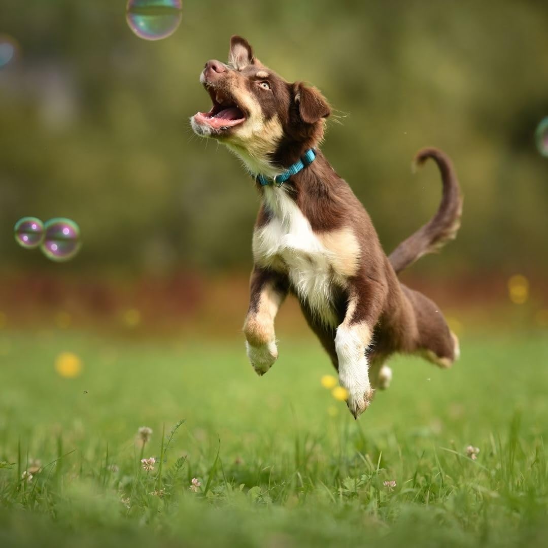 Bubbletastic Bulles parfumées, moment de jeu relaxant pendant balade