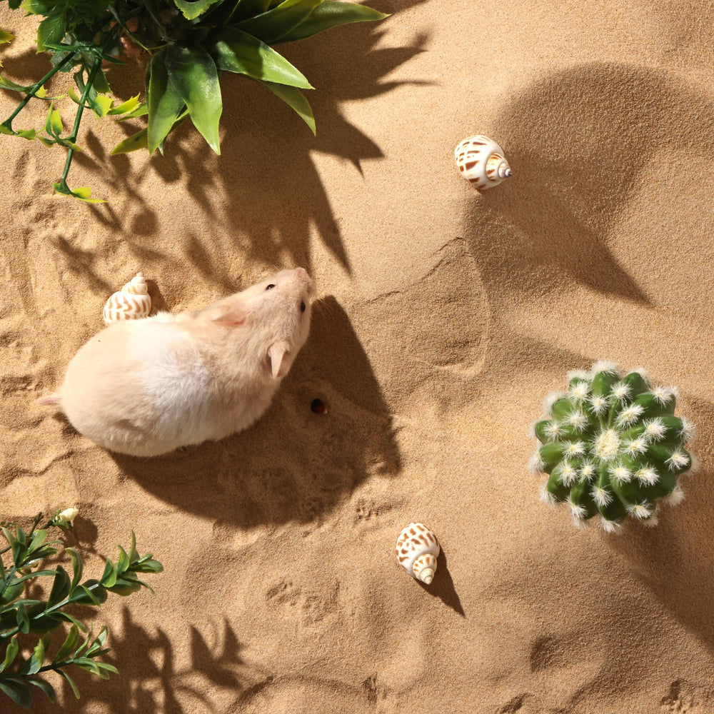 BUCATSTATE sable désert hamster – adapté à plusieurs animaux, usage polyvalent.