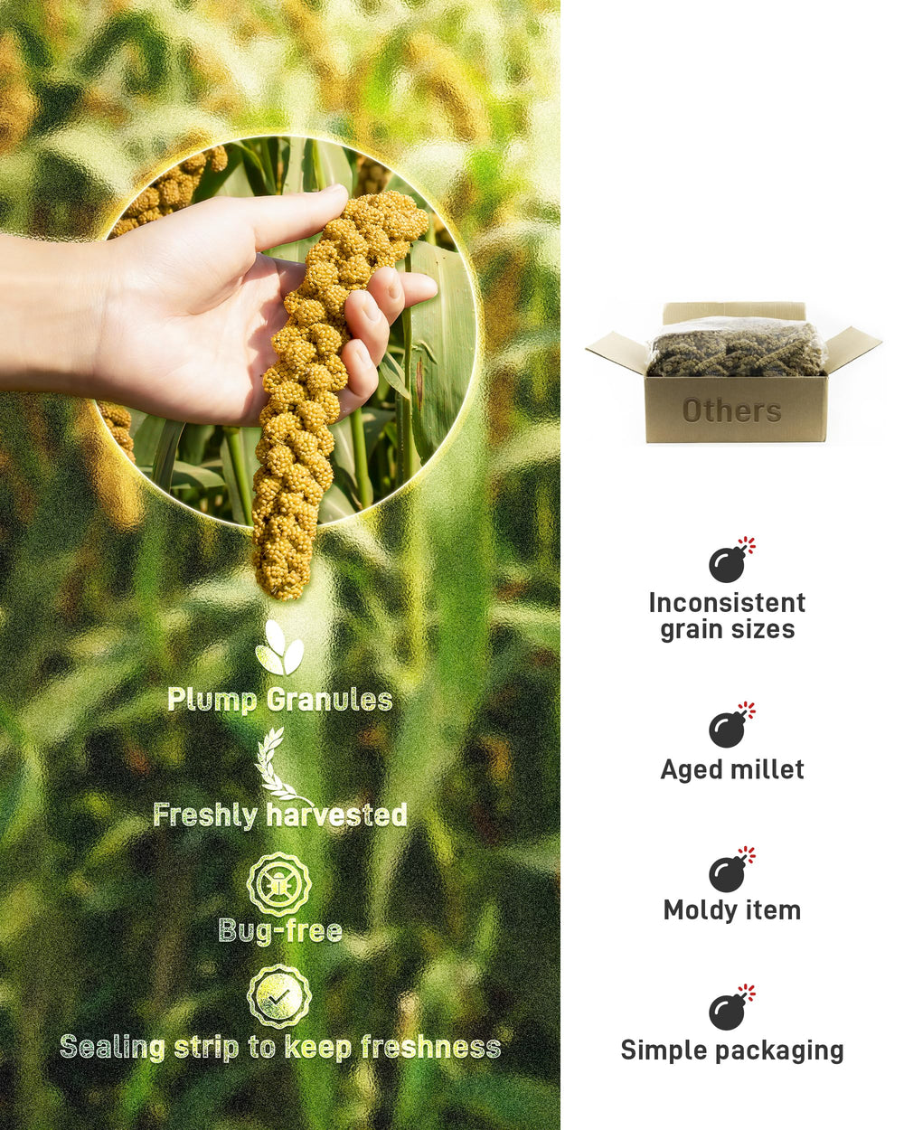 Inséparable savourant le millet spray BucatSTATE dans sa cage.