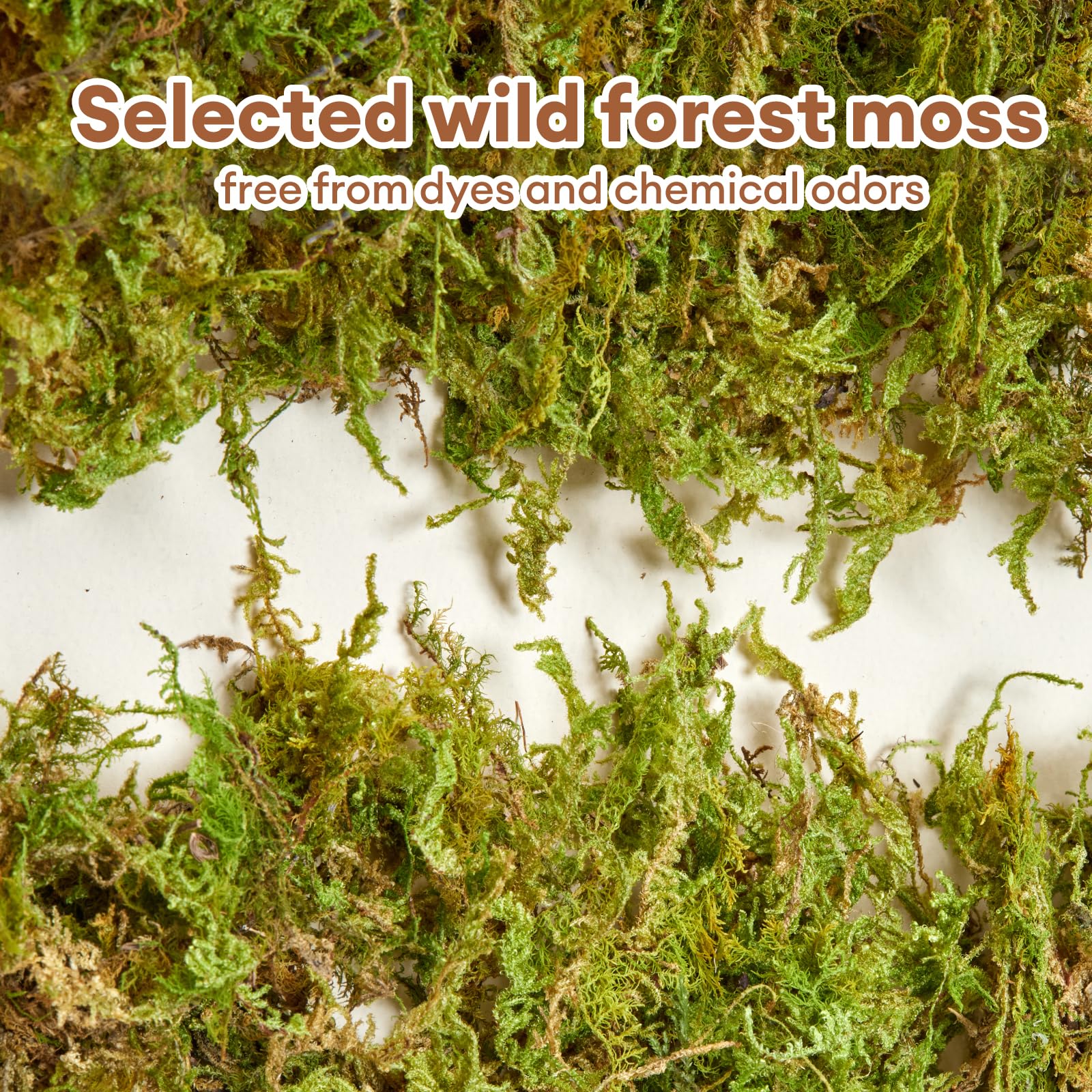 Litière Bucatstate mousse-forêt stimule creusement et nidification