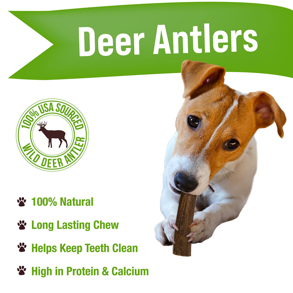 Buck Bone Organics: chien mâchant une corne de cerf, pour une expérience naturelle.